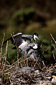 Black-headed herons nesting