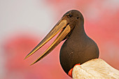 Jabiru stork