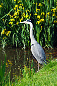 Grey heron