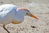 Cattle egret