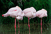 Greater flamingos sleeping