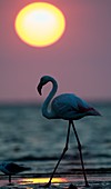 Greater flamingo