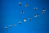 Snow geese (Anser caerulescens) flying in V-shape