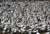 Huge flock of snow geese (Anser caerulescens)