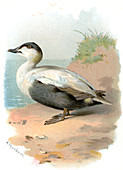 Eider duck,historical artwork