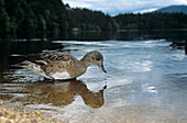 Female widgeon