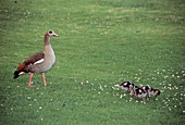 Egyptian goose mother and young