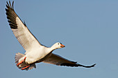 Snow goose