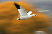 Snow goose