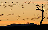 Flock of snow geese