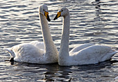 Pair of whooper swans