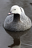 Emperor goose