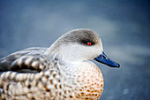 Patagonian crested duck drake