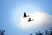 Canada geese in flight