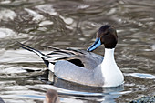Male pintail