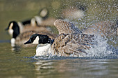 Canada goose