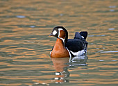 Red-breasted goose