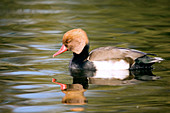 Male red-crested pochard duck
