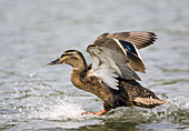 Female mallard duck