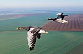 Greylag geese flying