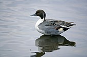 Male pintail