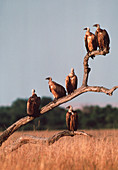 Vultures in tree