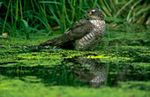 Female sparrowhawk