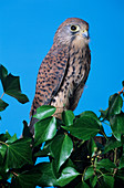 Common kestrel