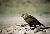 Juvenile bateleur eagle