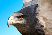 Great-chested Buzzard Eagle