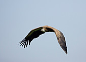 Griffon vulture in flight