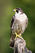Female peregrine falcon