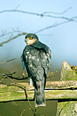 Male sparrowhawk