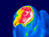 Vulture,thermogram