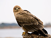 Juvenile tawny eagle