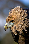 Juvenile bateleur eagle