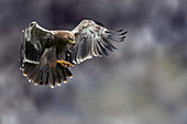 Juvenile tawny eagle hunting