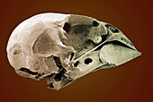 Striated finch skull,SEM