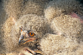 European eagle owl chicks