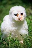 Barn owl chick