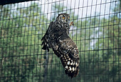 Spotted eagle owl