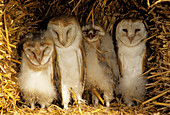 Young barn owls