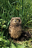 African spotted eagle owl chick