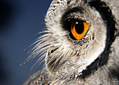 White-faced scops owl eye