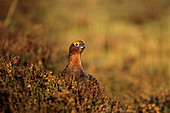Male red grouse