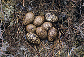 Red grouse eggs in a nest