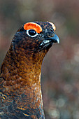Male red grouse
