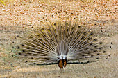 Indian peacock