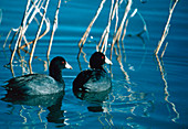 American coots (Fulica americana) swimming on lake