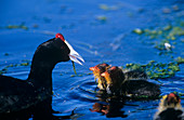 Red-knobbed coot and chicks